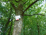 metz08022_35993478282.jpg