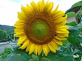 metz08031_35354175653.jpg