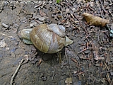 metz08052_35770183730.jpg