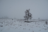 fagnes7065.JPG