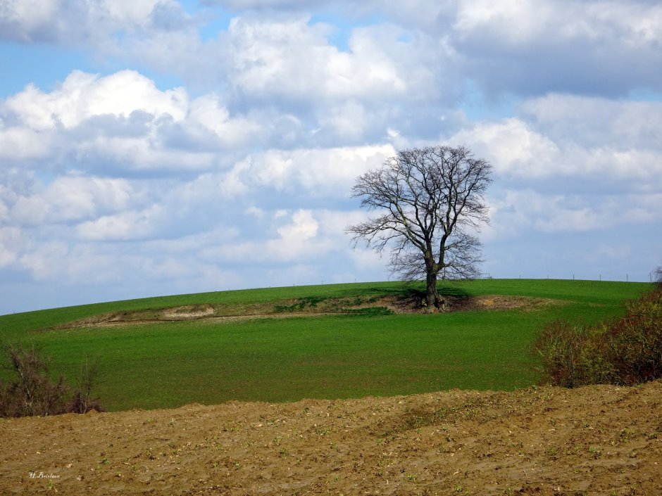 tervuren049.jpg