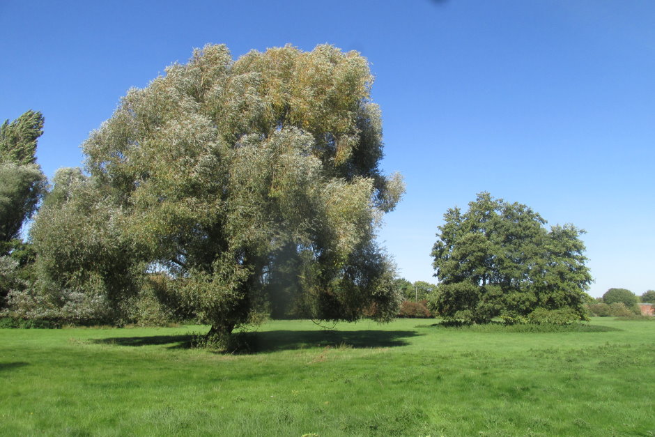 wye6778.JPG