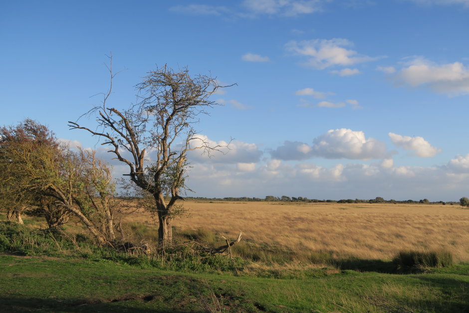 rye9668.JPG
