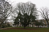 HortaFlagey0343.JPG