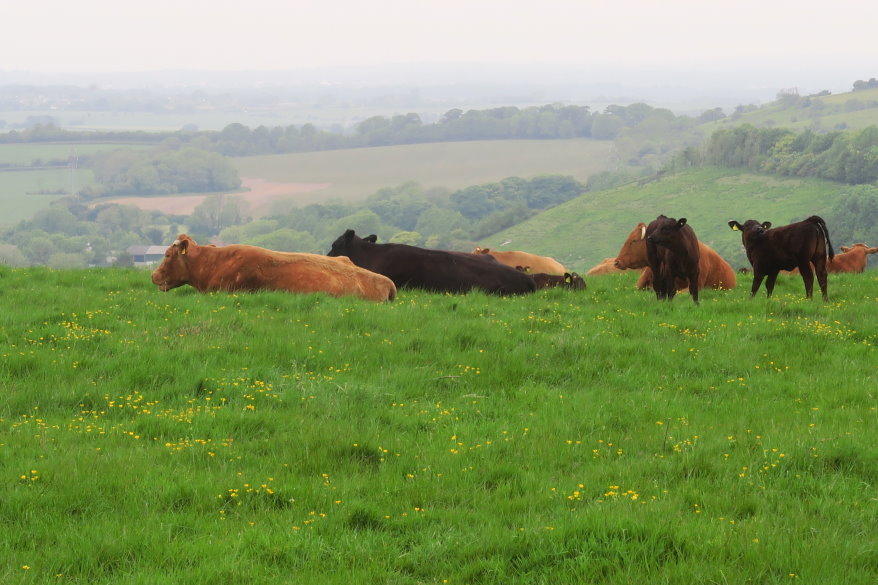 kent093416.JPG