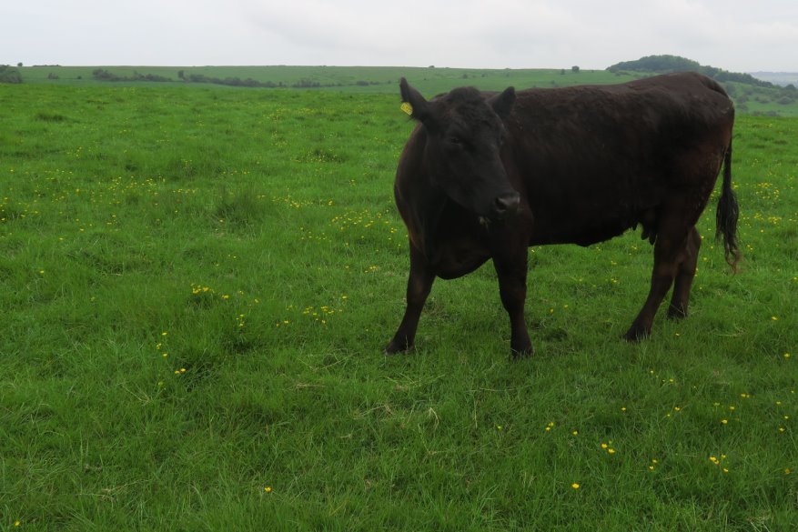 kent093622.JPG