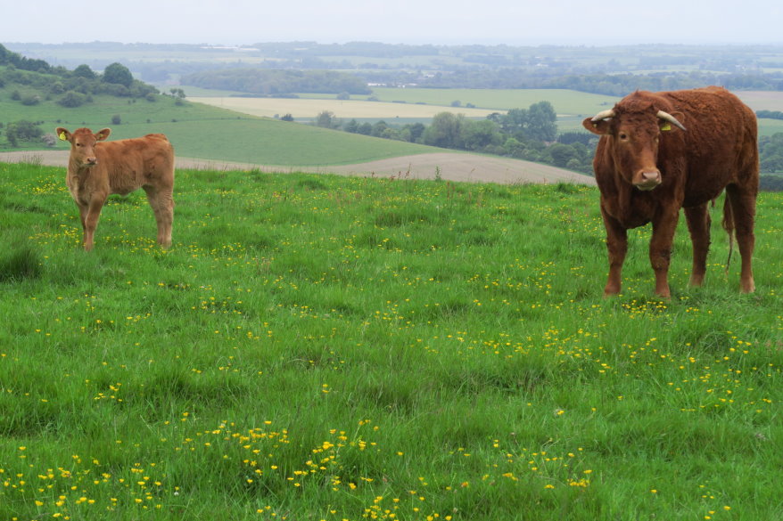 kent093712.JPG