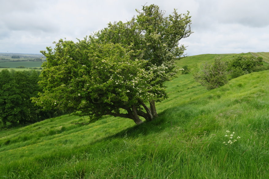 kent101840.JPG