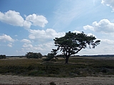 hoenderlooN0458.JPG