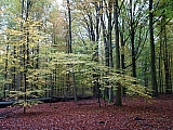 Forêt de Soignes