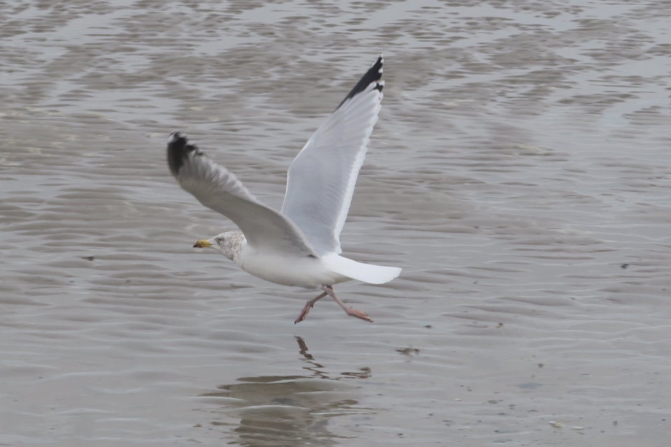 ostende529.jpg