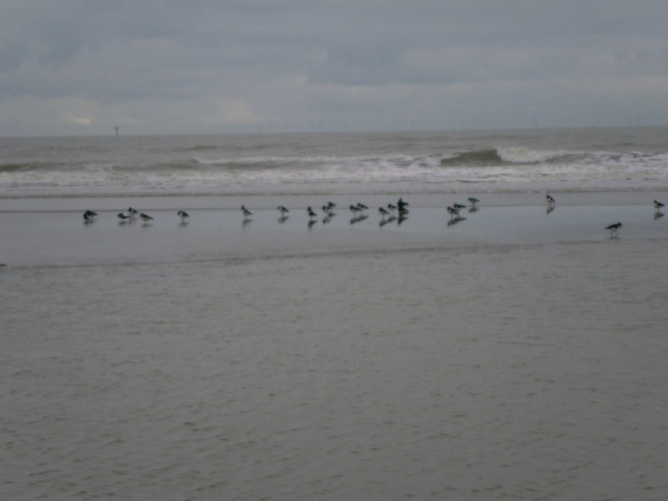 blankenberge121.jpg