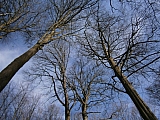 La Forêt de Meerdael