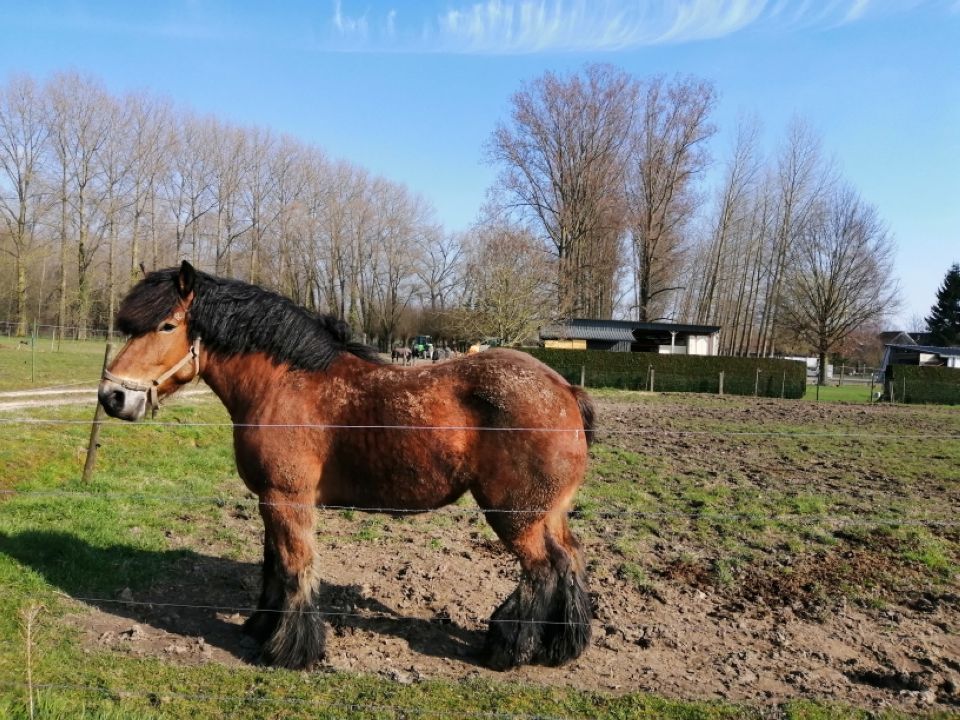 hekelgem13.jpg