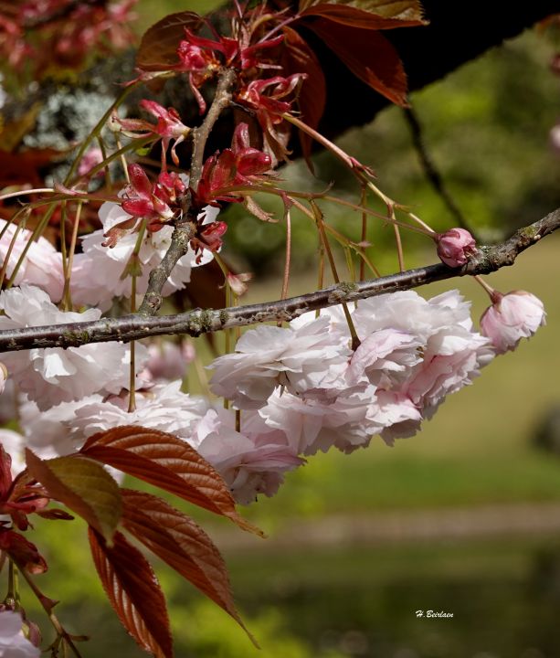 jardin_japonais8895.jpg