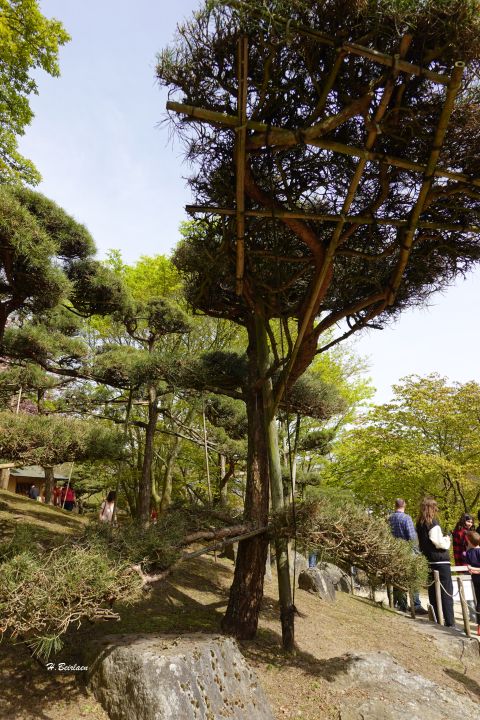 jardin_japonais8919.jpg