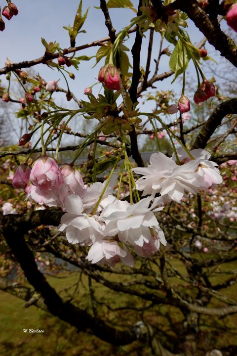 jardin_japonais8928.jpg