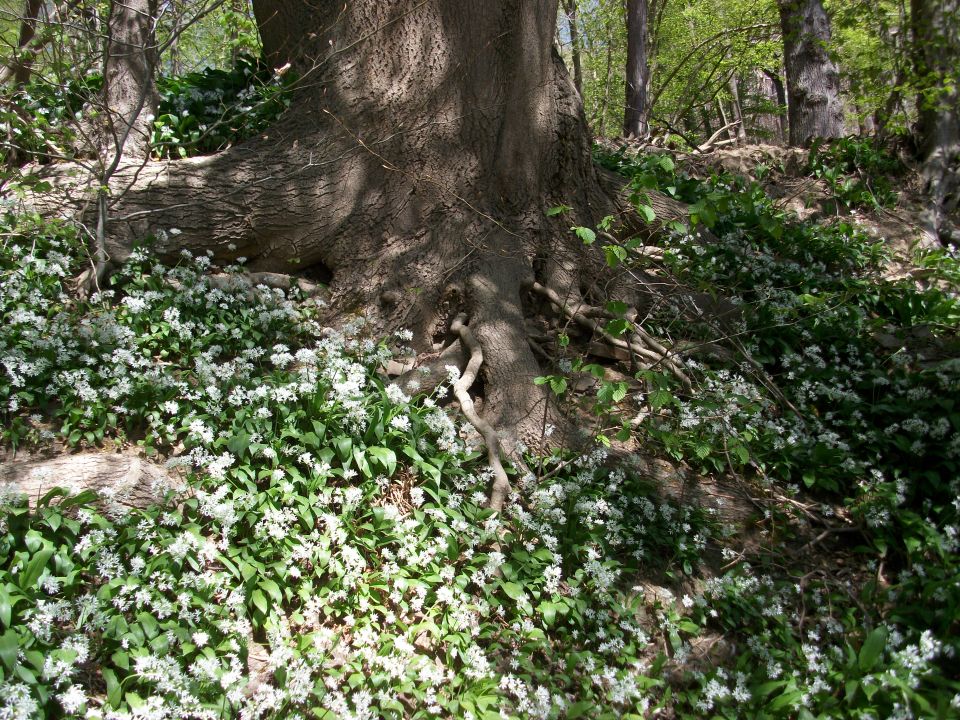 chaudfontaine586.jpg