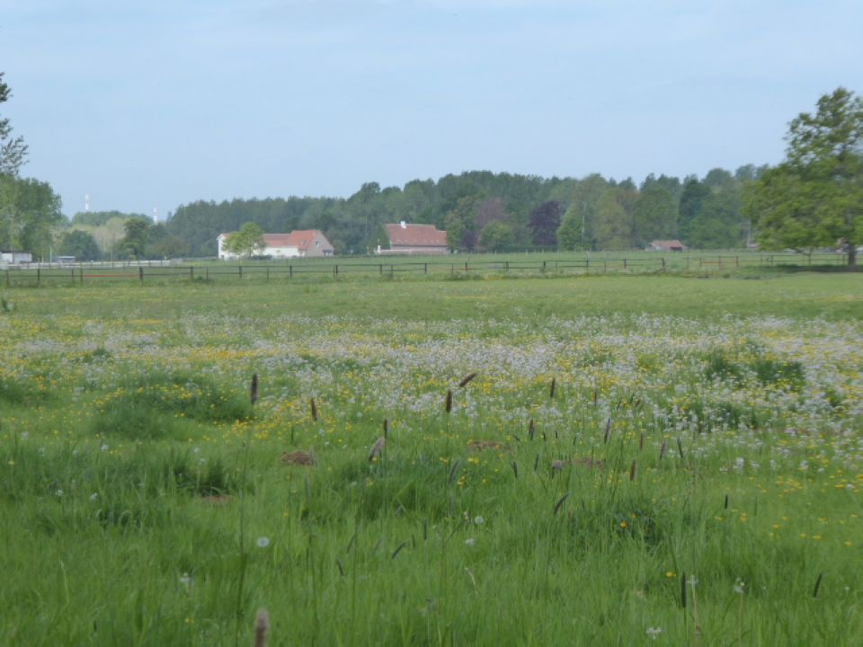 holsbeek984.jpg