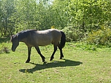 holsbeek995.jpg