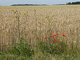 florival60605.jpg