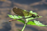 La Foresterie - Watermael-Boitsfort