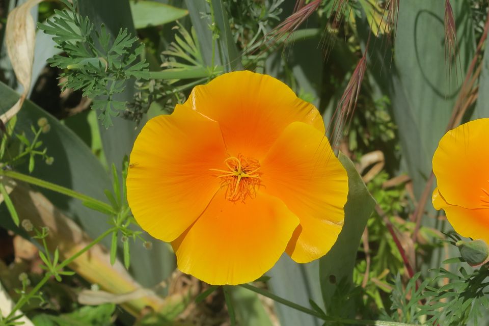 fleurs2229.jpg