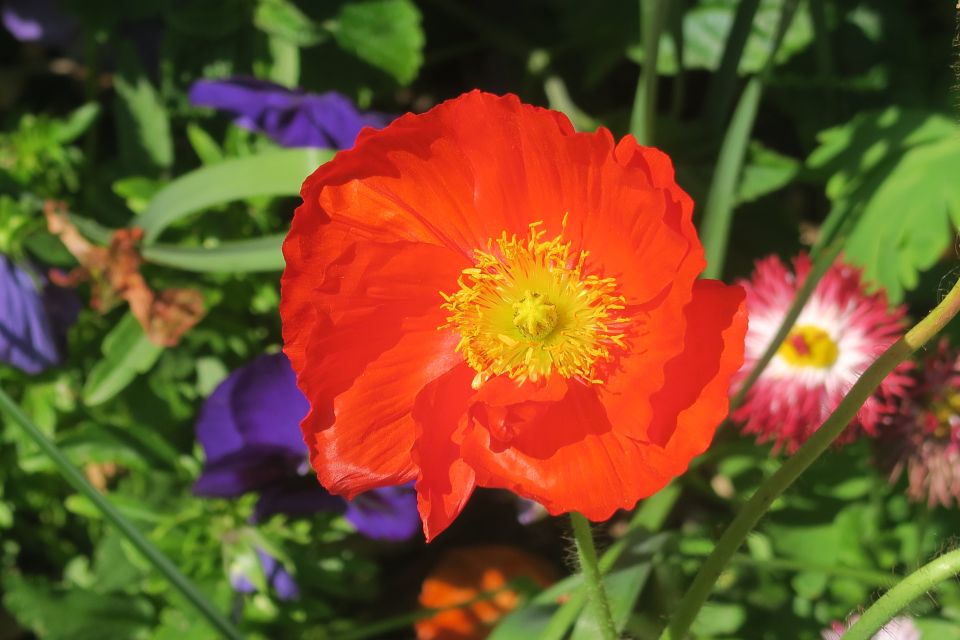 fleurs2257.jpg