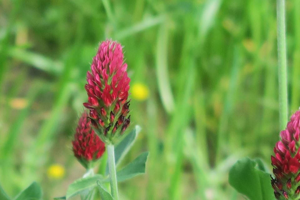fleurs2261.jpg