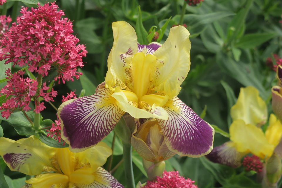 fleurs2303.jpg