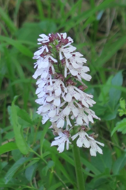 fleurs2317.jpg