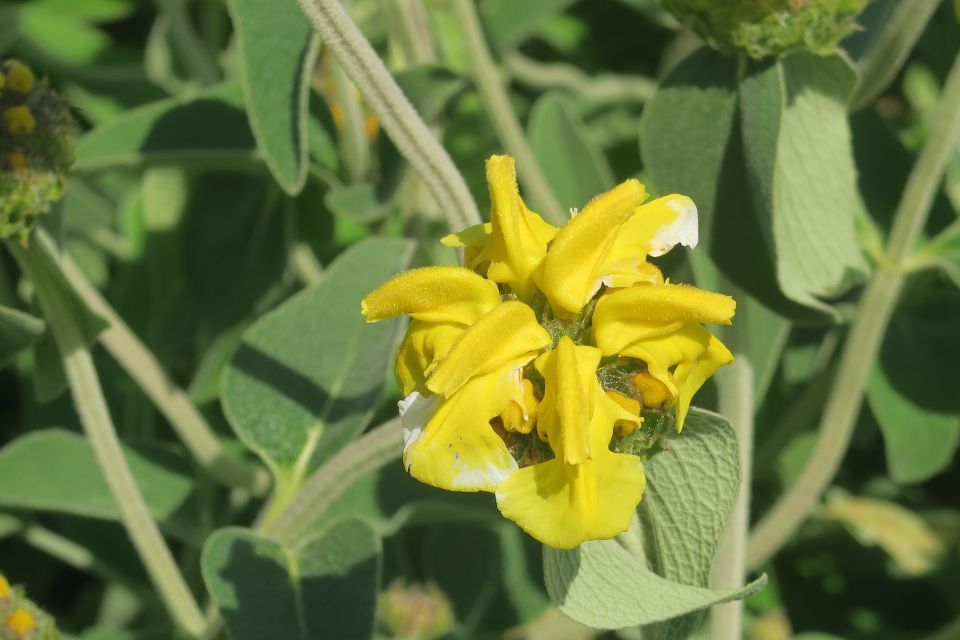 fleurs2319.jpg