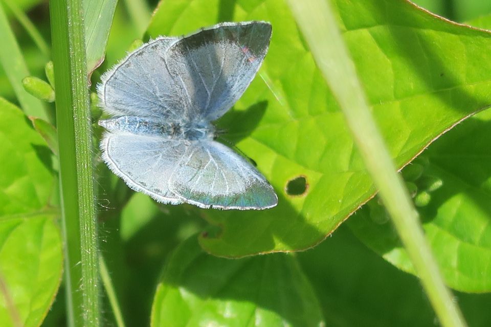 fleurs2361.jpg
