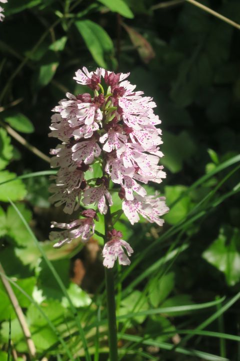 fleurs2429.jpg