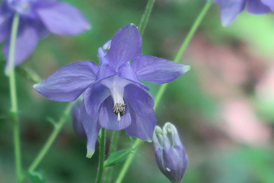 fleurs2433.jpg