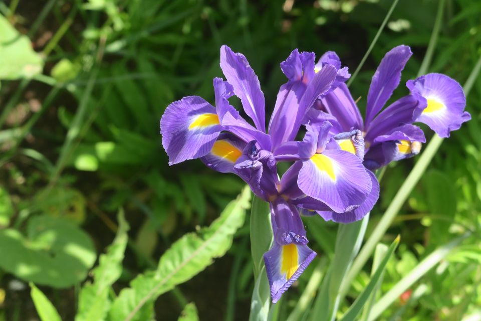 fleurs2439.jpg