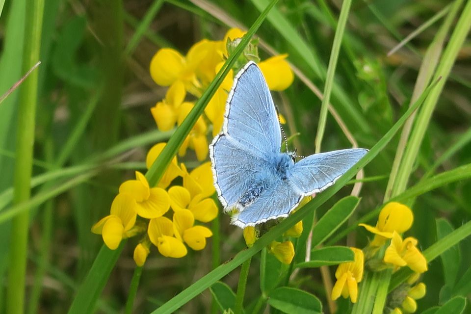 fleurs2475.jpg