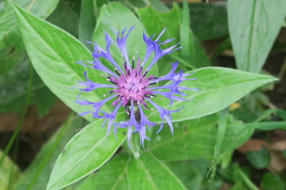 fleurs2528.jpg