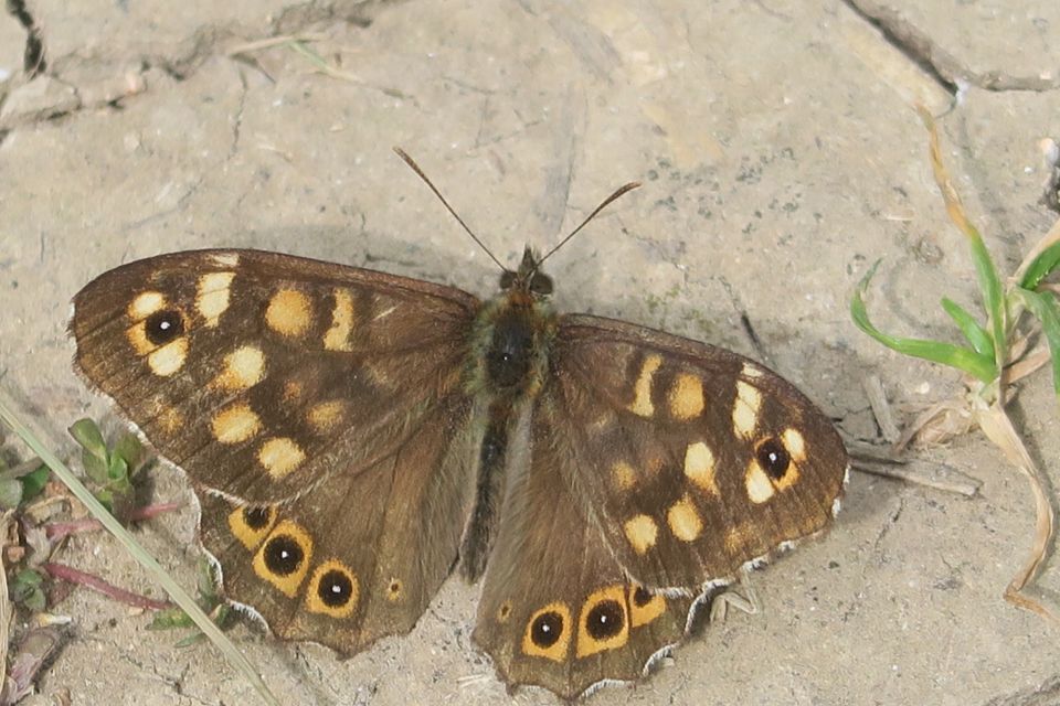 fleurs2544.jpg