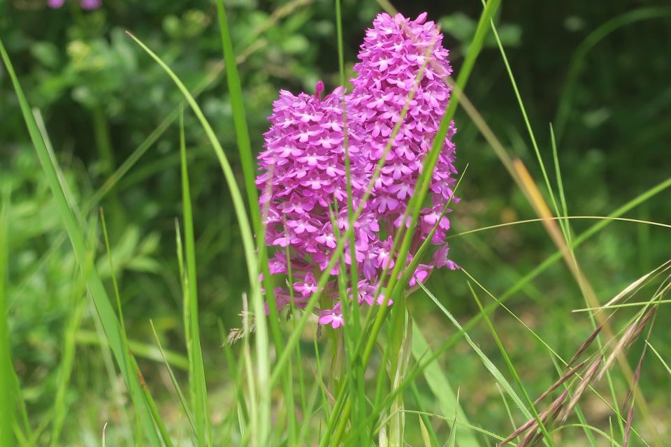 fleurs2555.jpg