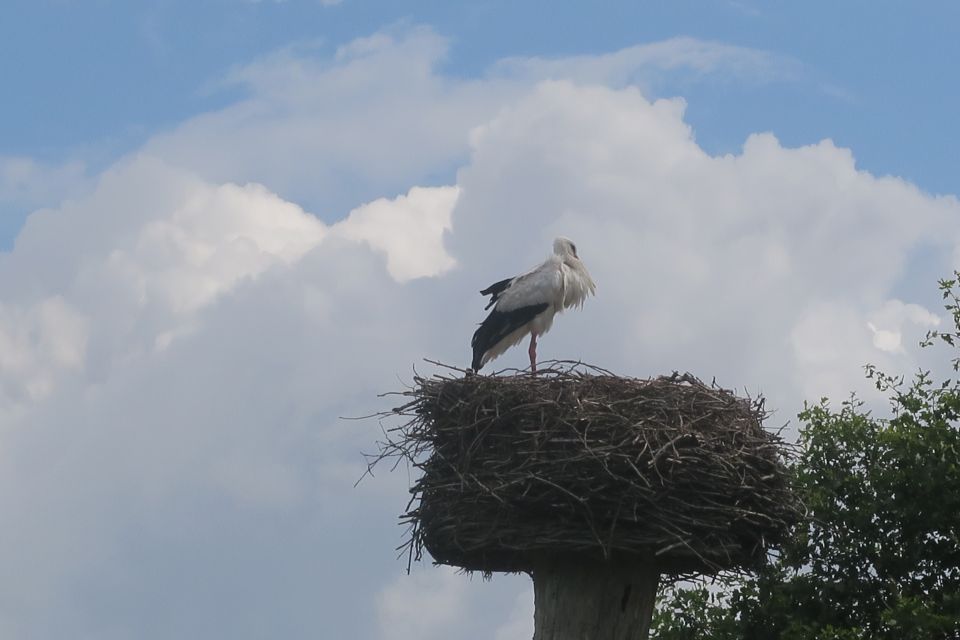 lemmer3974.jpg