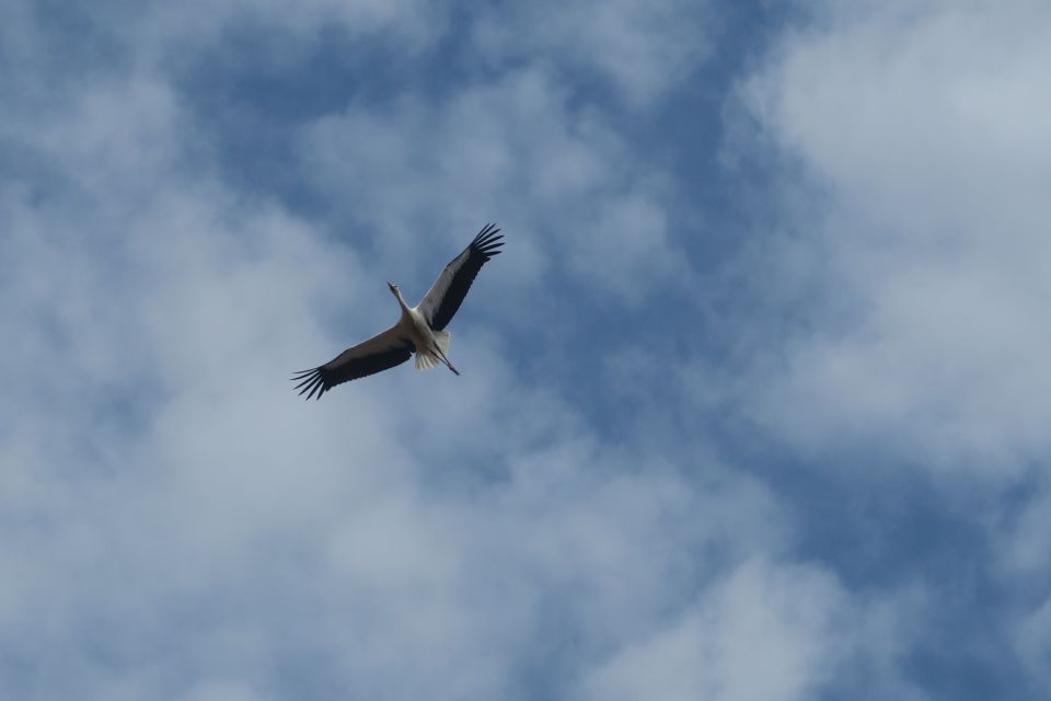 lemmer4026.jpg