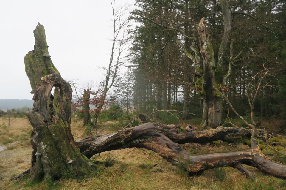 fagnes5431.jpg