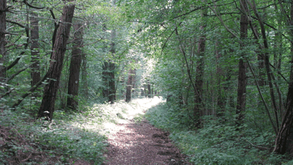 Chemin de la Transcalestienne